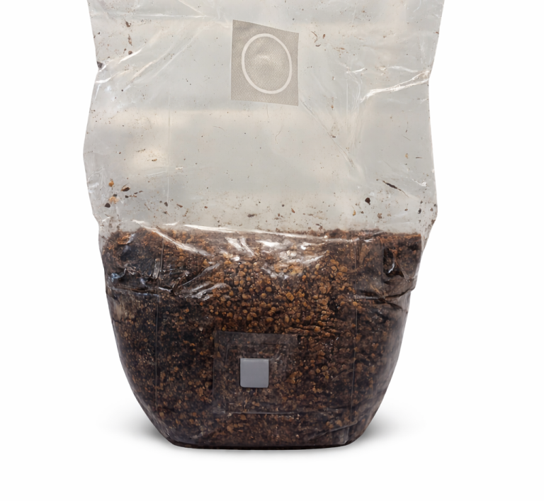 Sterile grain spawn bag UK for mushroom cultivation prepared under clean conditions